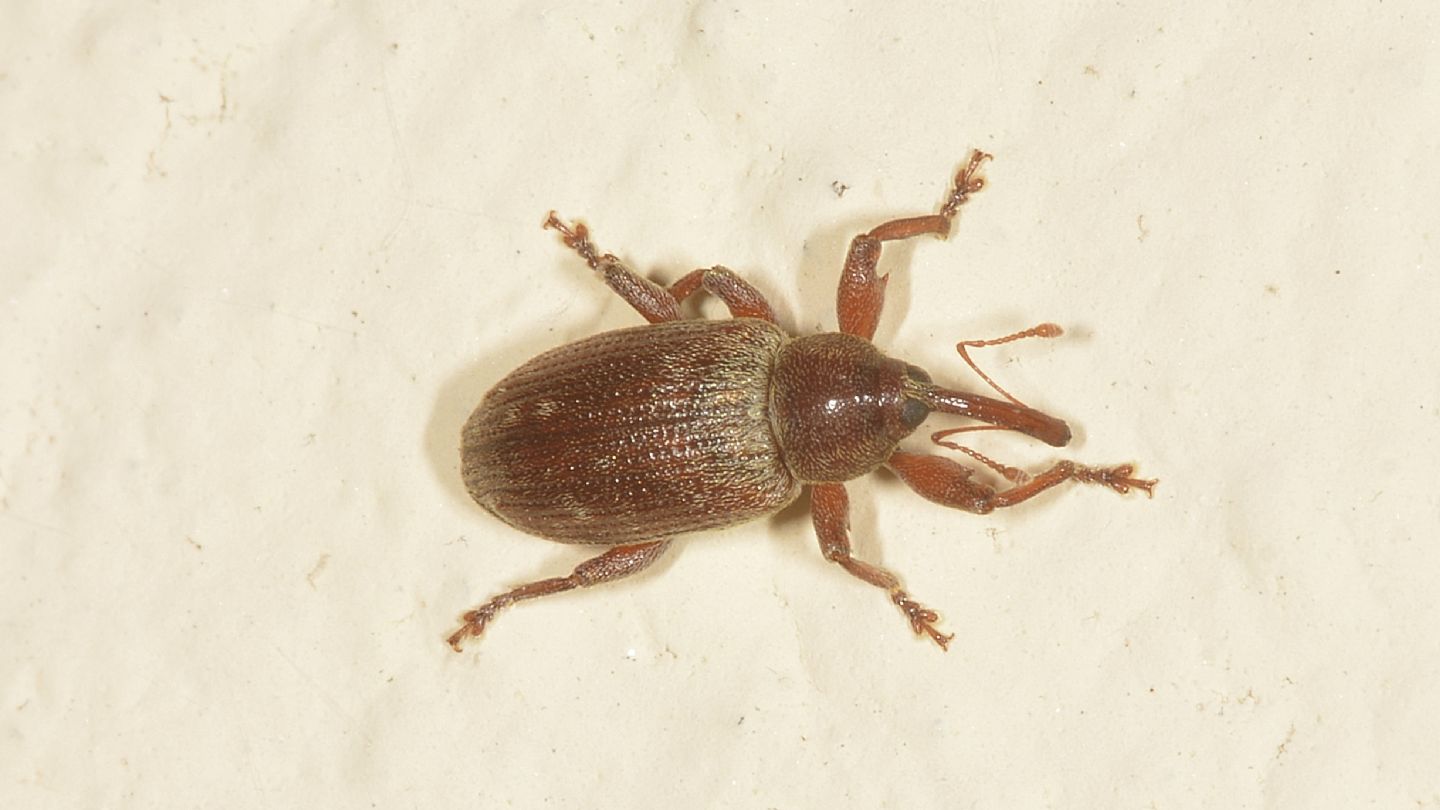 Curculionidae da id