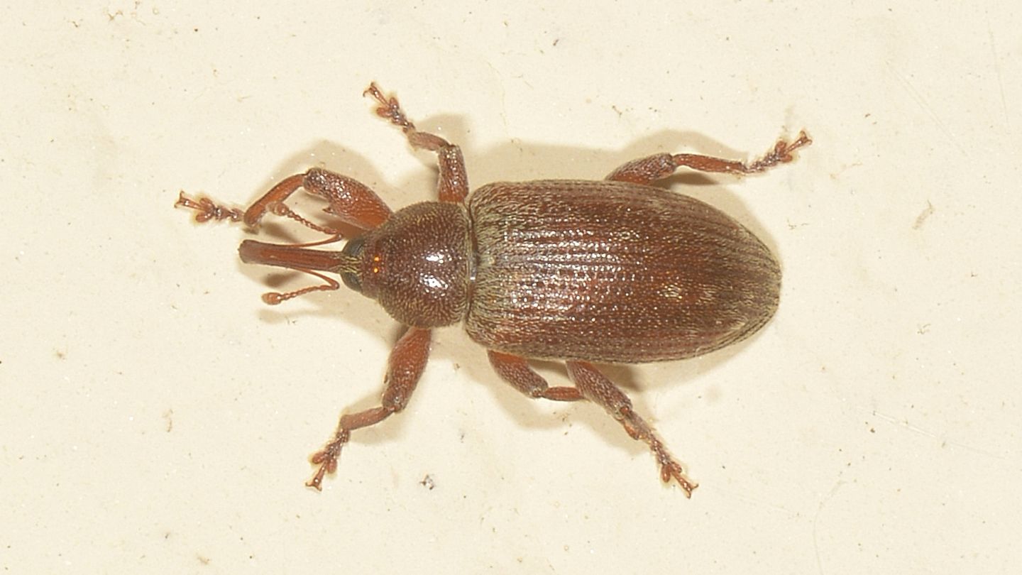 Curculionidae da id