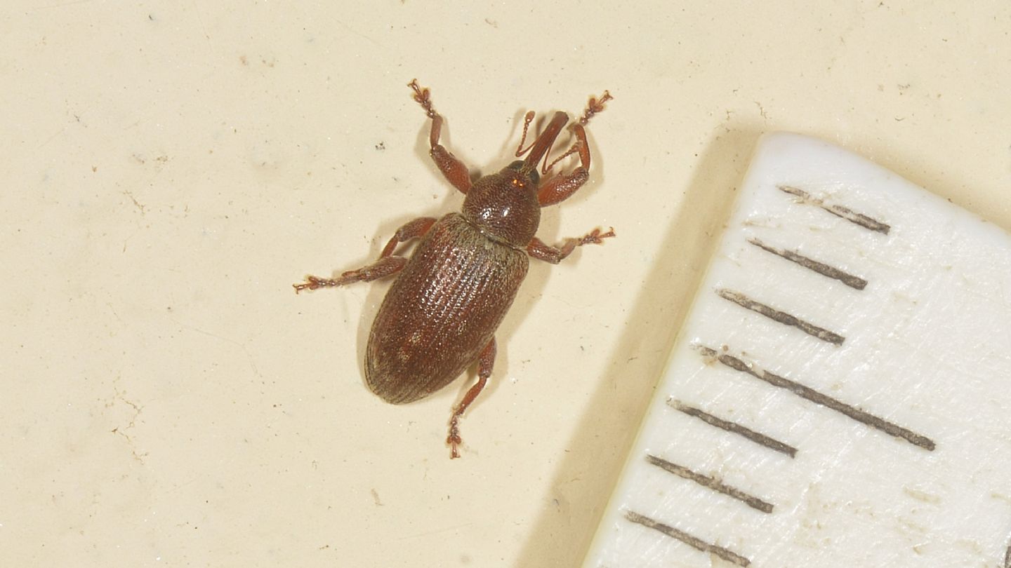 Curculionidae da id