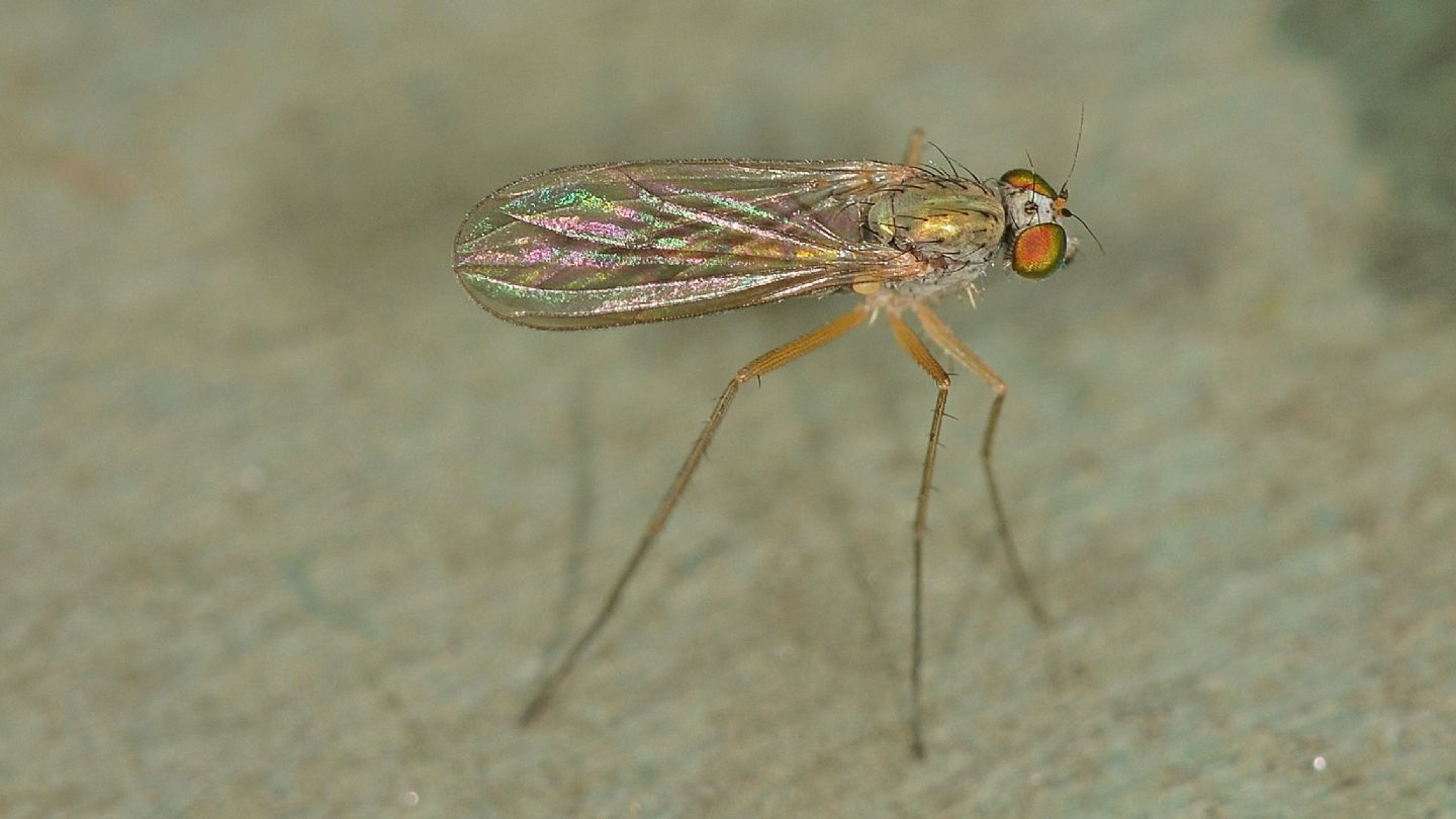 Dolichopodidae: Sciapus sp.