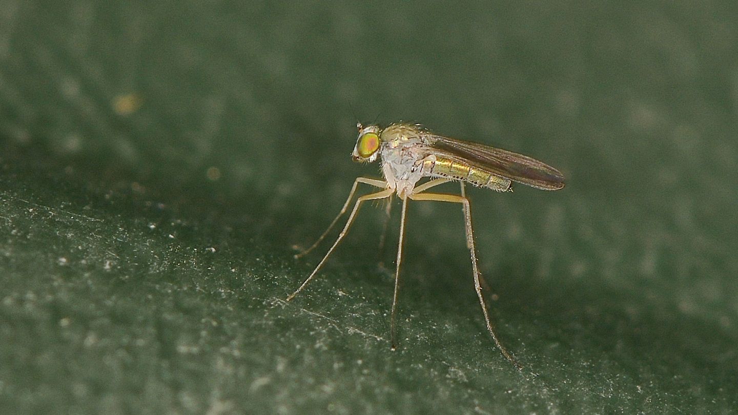 Dolichopodidae: Sciapus sp.