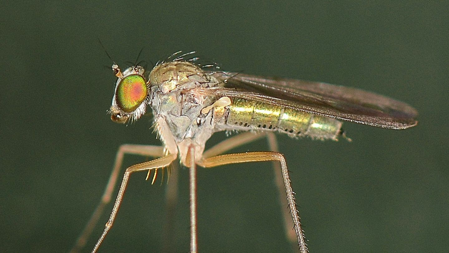 Dolichopodidae: Sciapus sp.