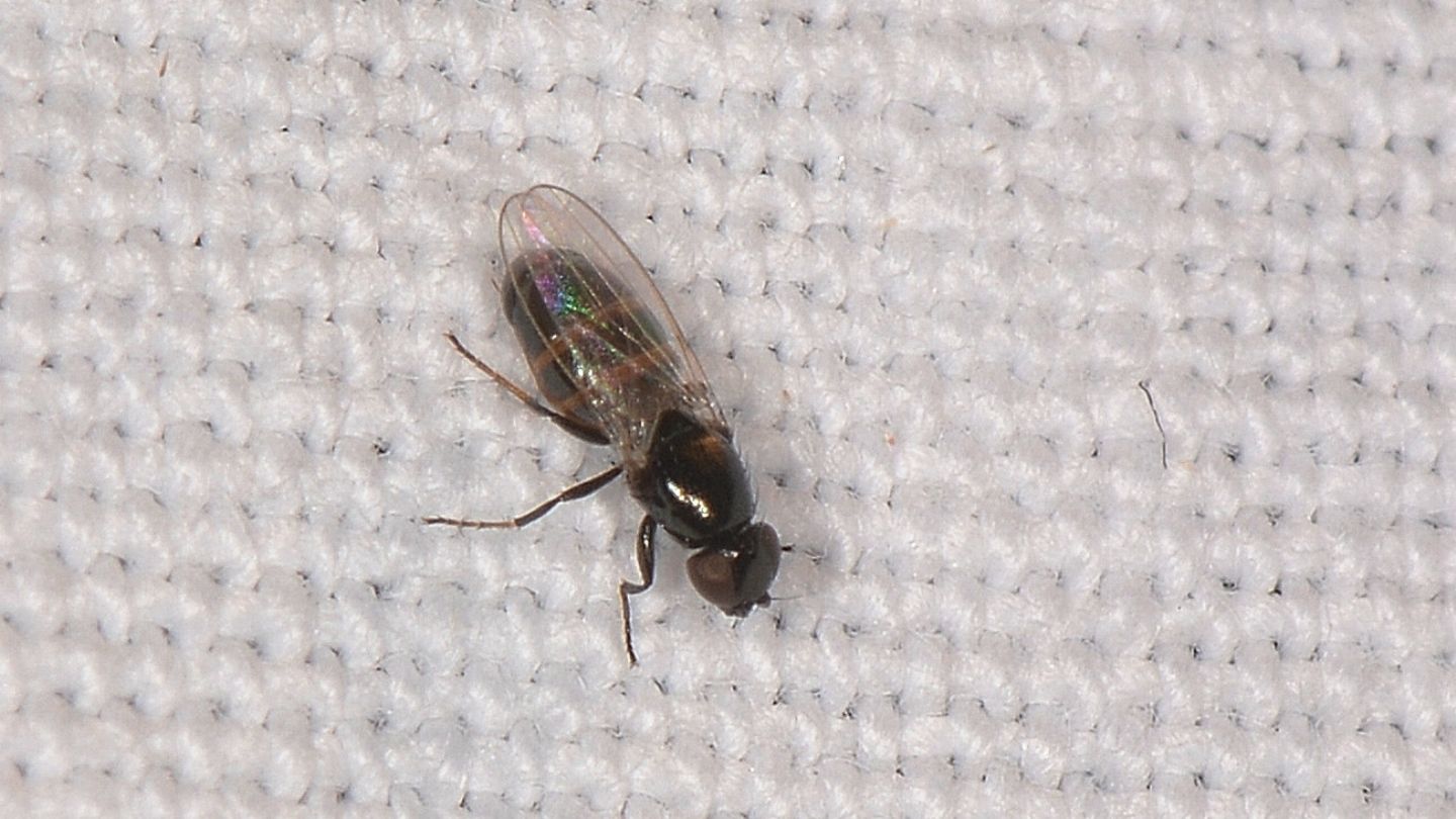 Dittero non id: fam. Milichiidae