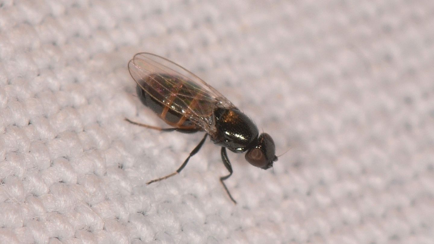 Dittero non id: fam. Milichiidae