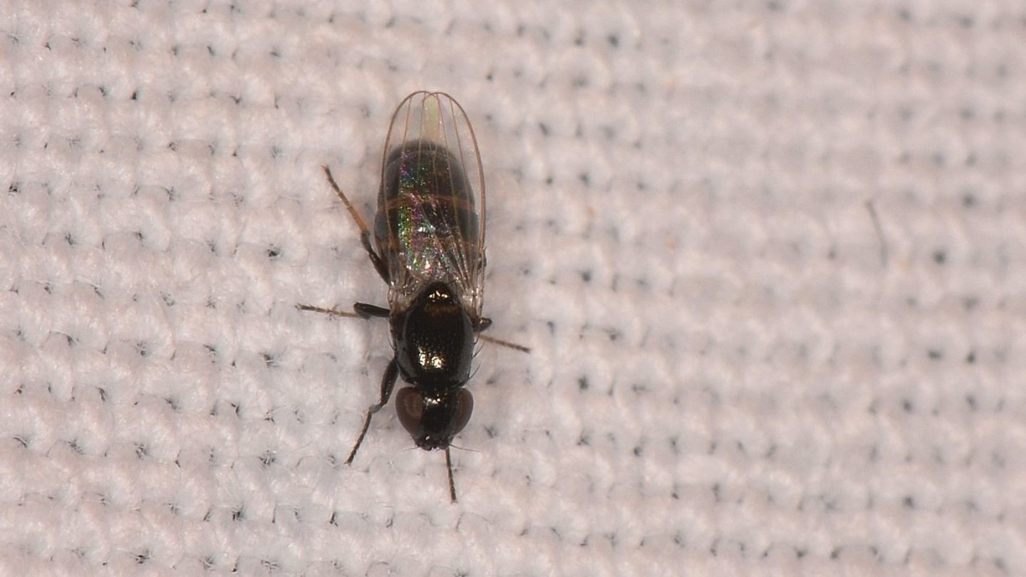 Dittero non id: fam. Milichiidae