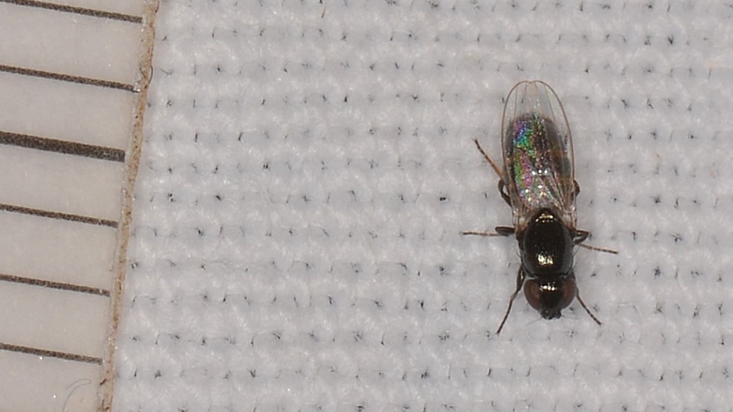 Dittero non id: fam. Milichiidae