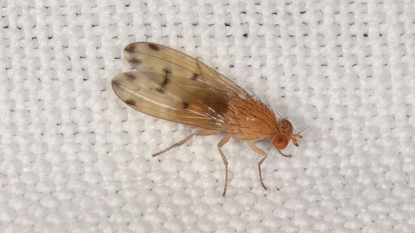 Lauxaniidae: Meiosimyza decempunctata