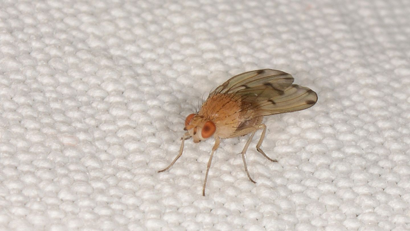 Lauxaniidae: Meiosimyza decempunctata