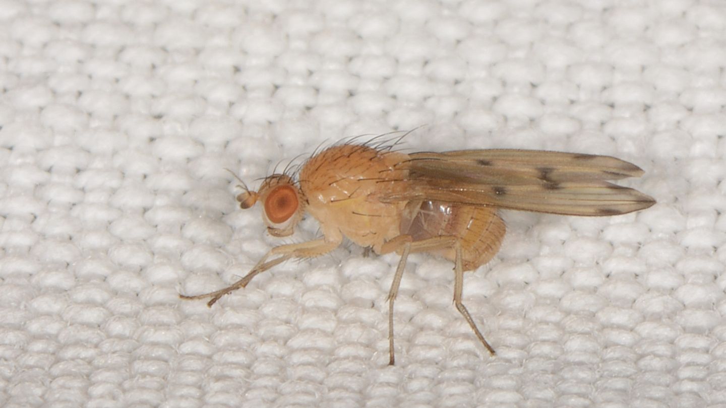 Lauxaniidae: Meiosimyza decempunctata