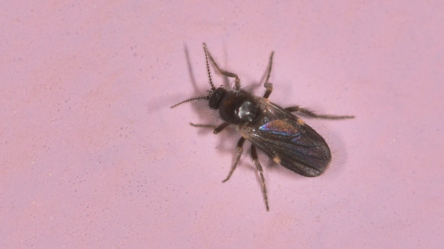 Dittero in casa:  fam.  Ceratopogonidae