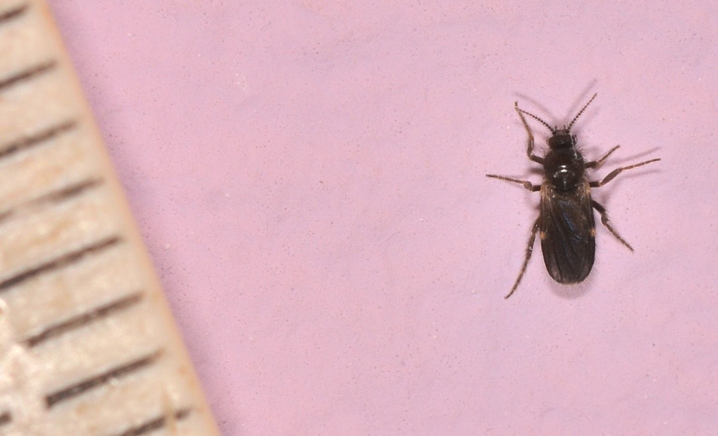 Dittero in casa:  fam.  Ceratopogonidae