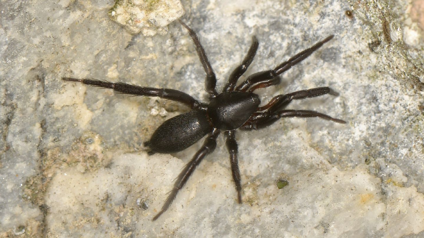 Gnaphosidae sp. - Bannio Anzino (VCO)