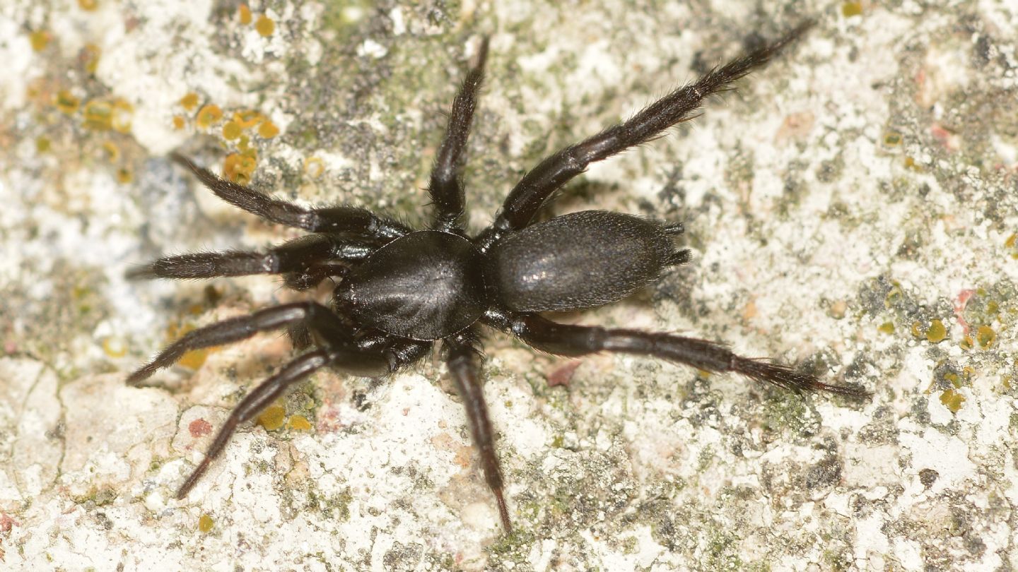 Gnaphosidae sp. - Bannio Anzino (VCO)