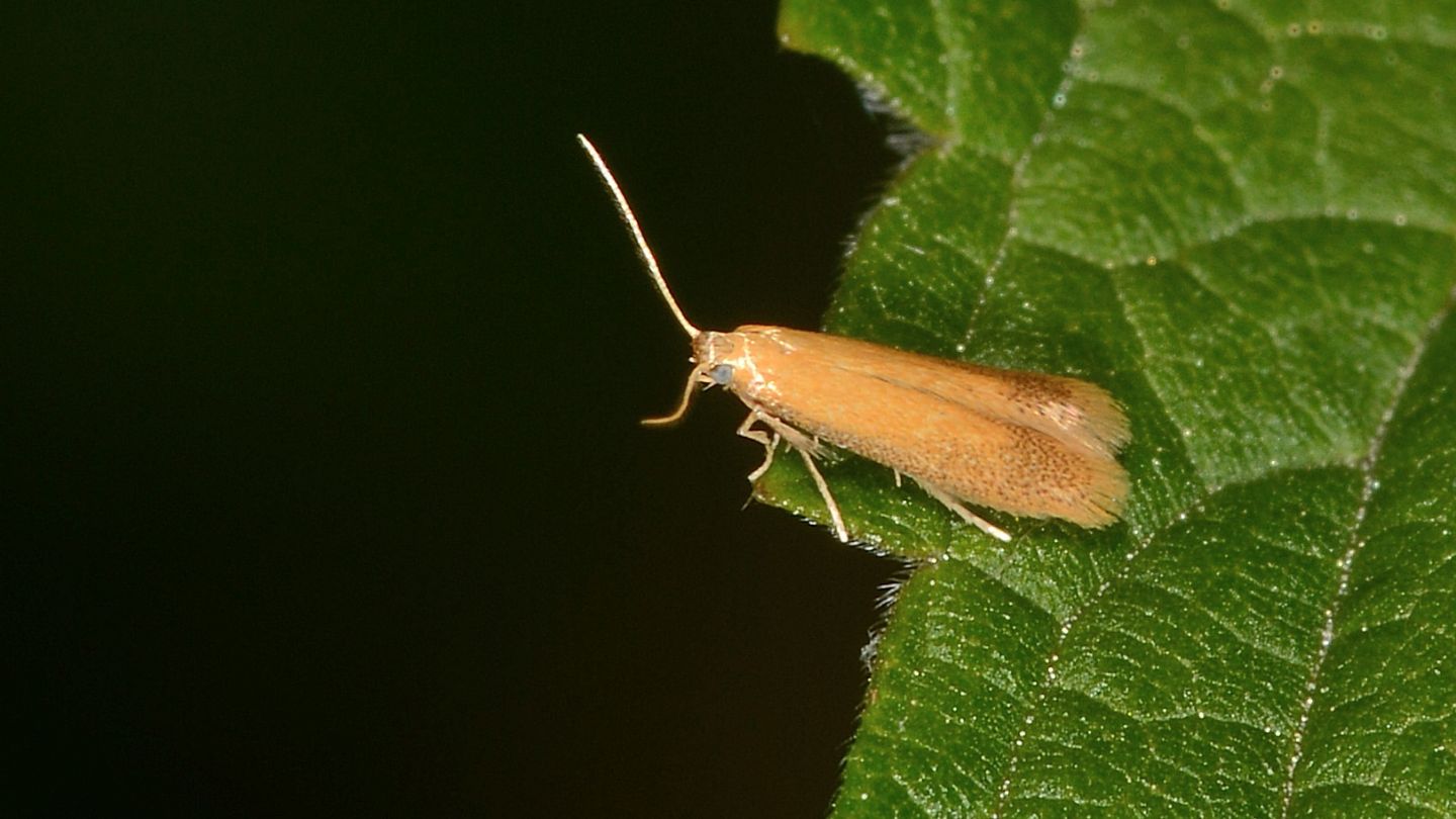 Sorpresa: Tischeria sp.  (Tischeriidae)