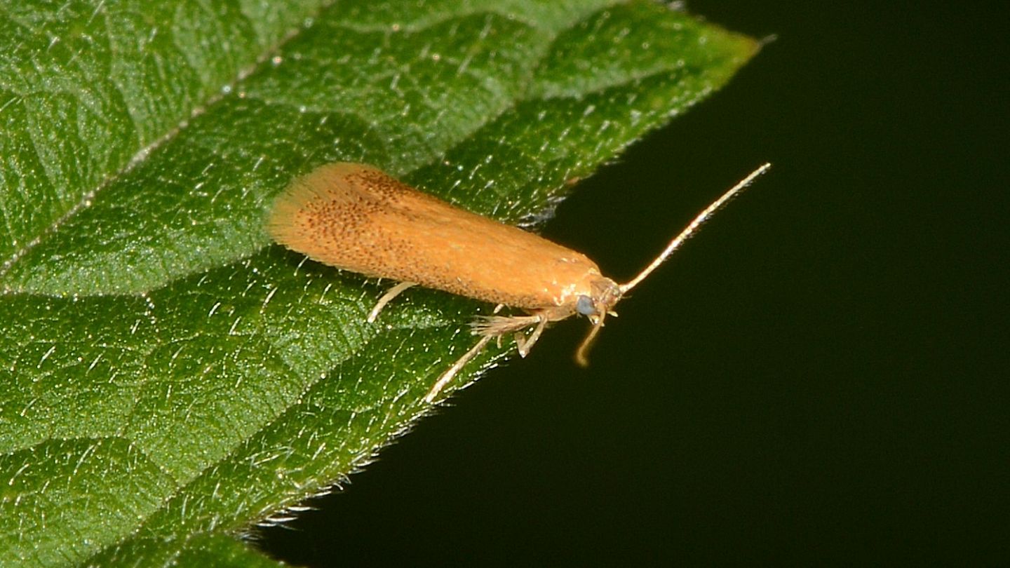 Sorpresa: Tischeria sp.  (Tischeriidae)