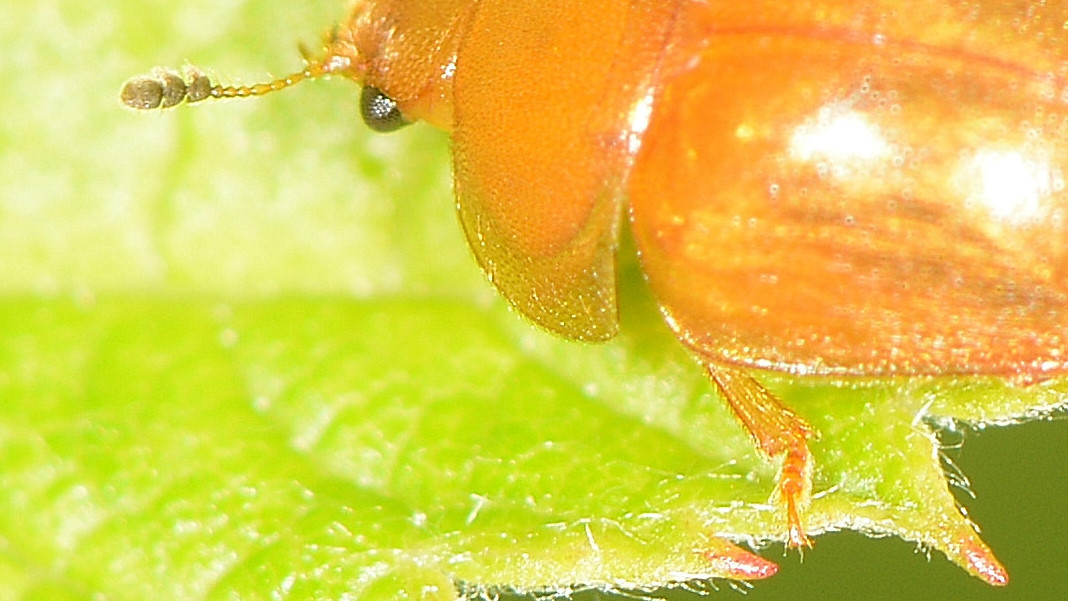 ''micro'' coleottero. Nitidulidae: Cychramus luteus