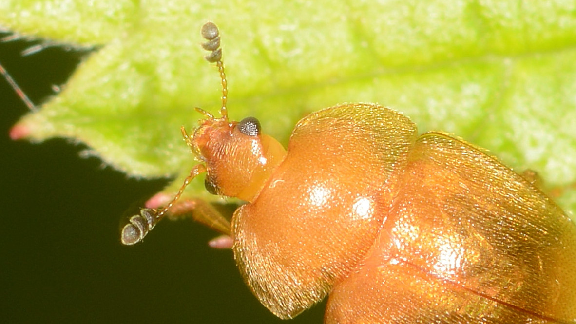 ''micro'' coleottero. Nitidulidae: Cychramus luteus