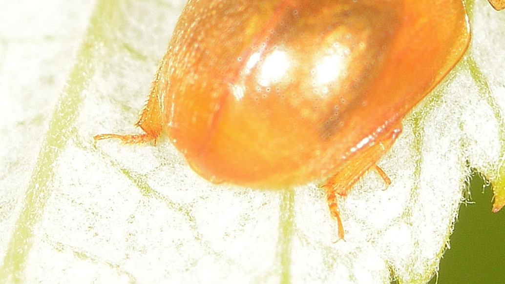 ''micro'' coleottero. Nitidulidae: Cychramus luteus