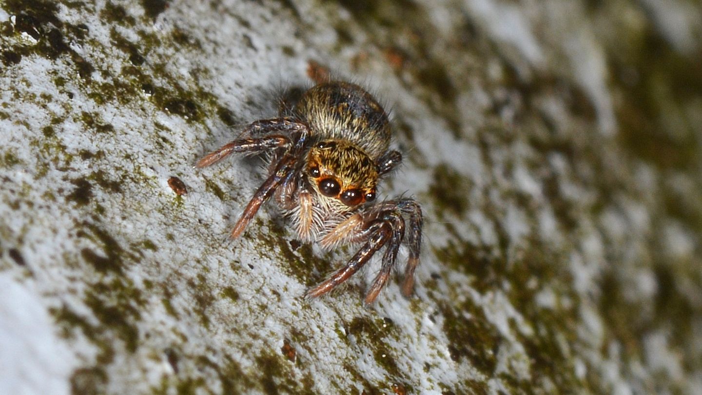 Carrhotus xanthogramma, giovane  -  Bannio Anzino (VCO)