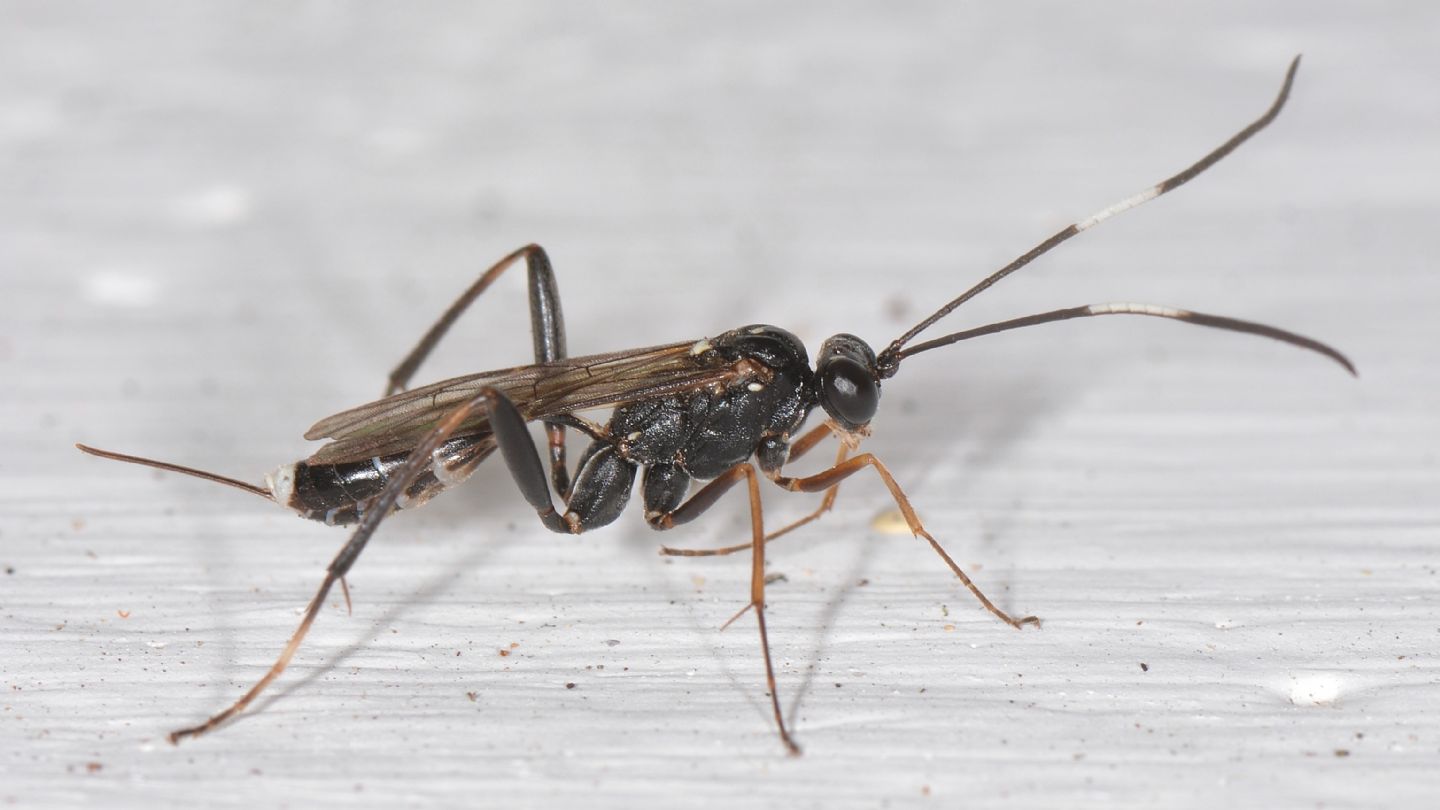 Ichneumonidae: Picardiella melanoleuca