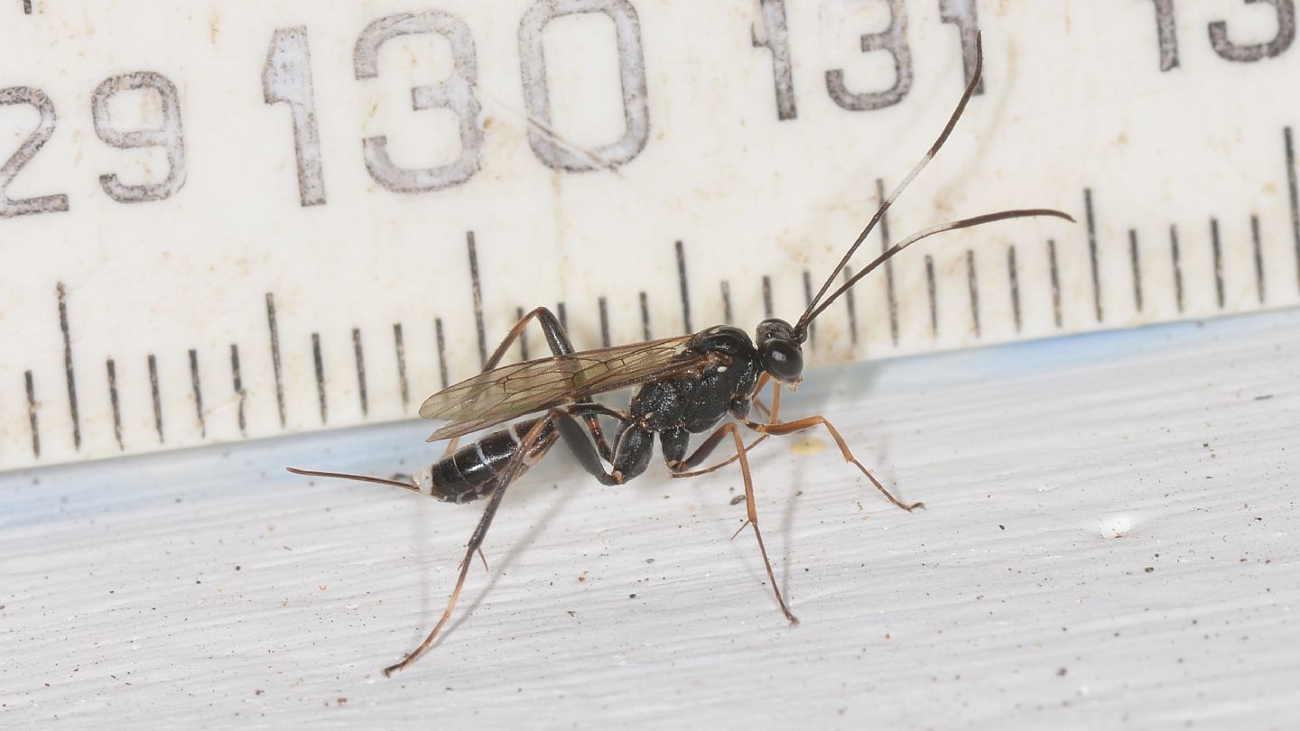 Ichneumonidae: Picardiella melanoleuca