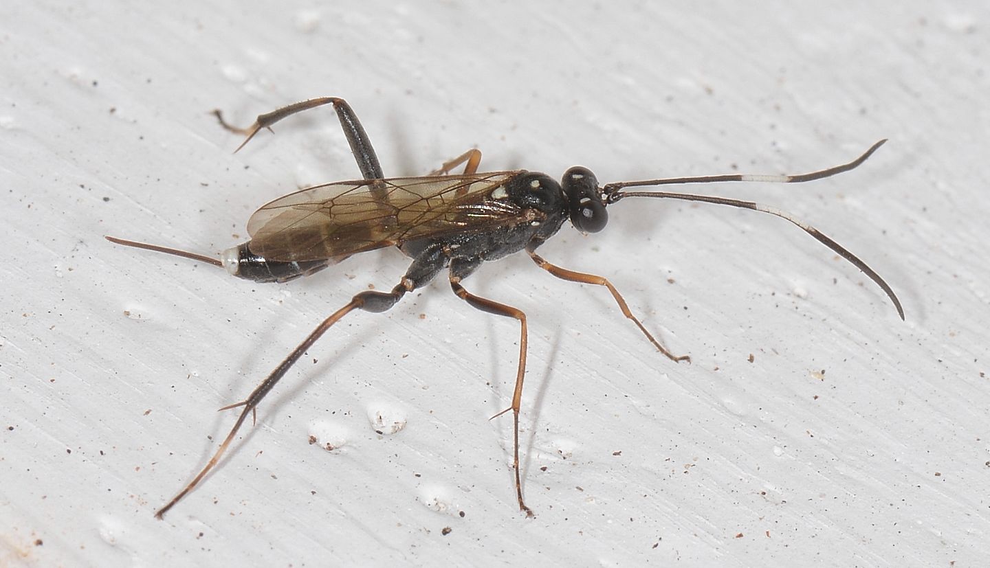 Ichneumonidae: Picardiella melanoleuca