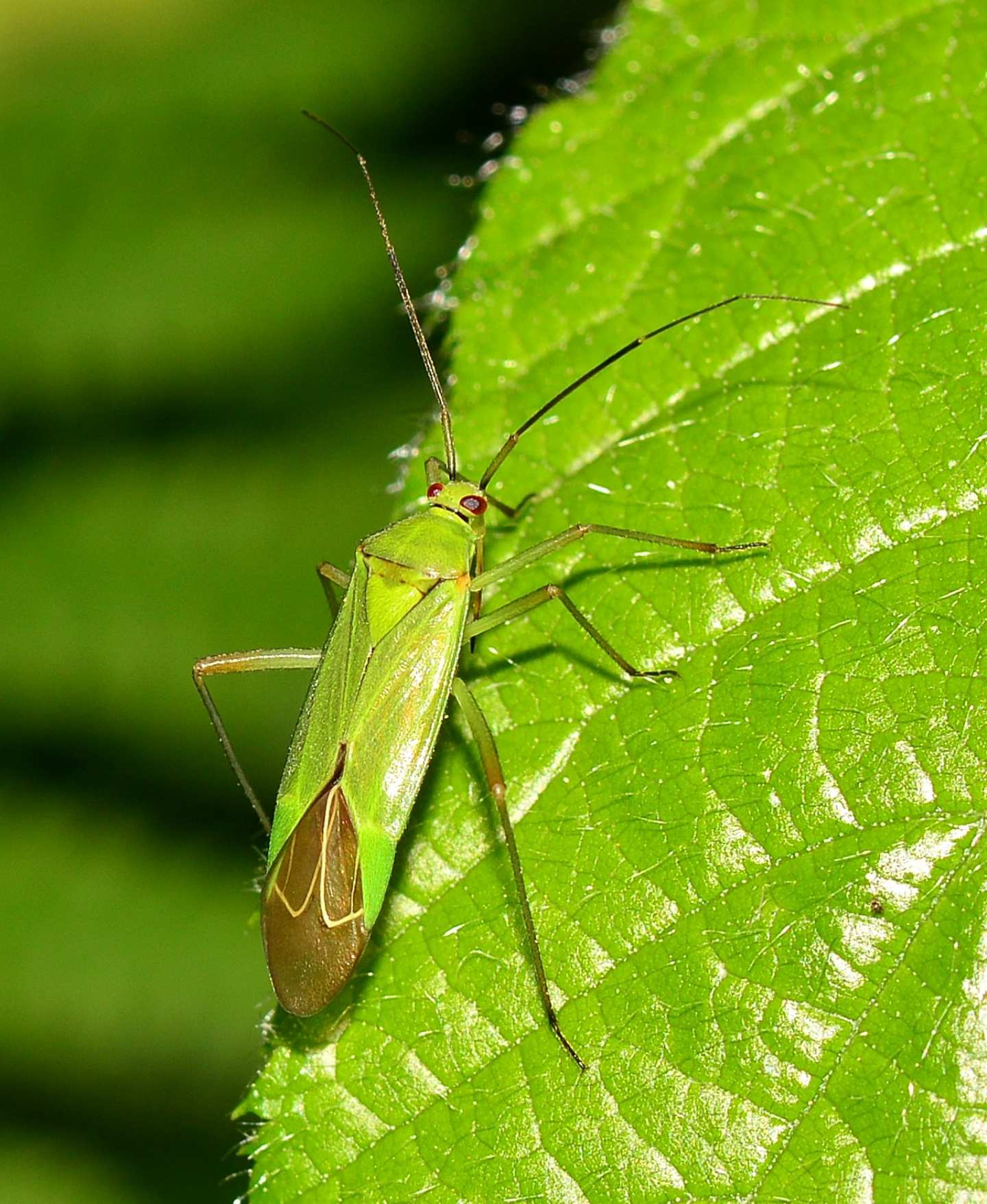 Calocoris affinis o alpestris ?