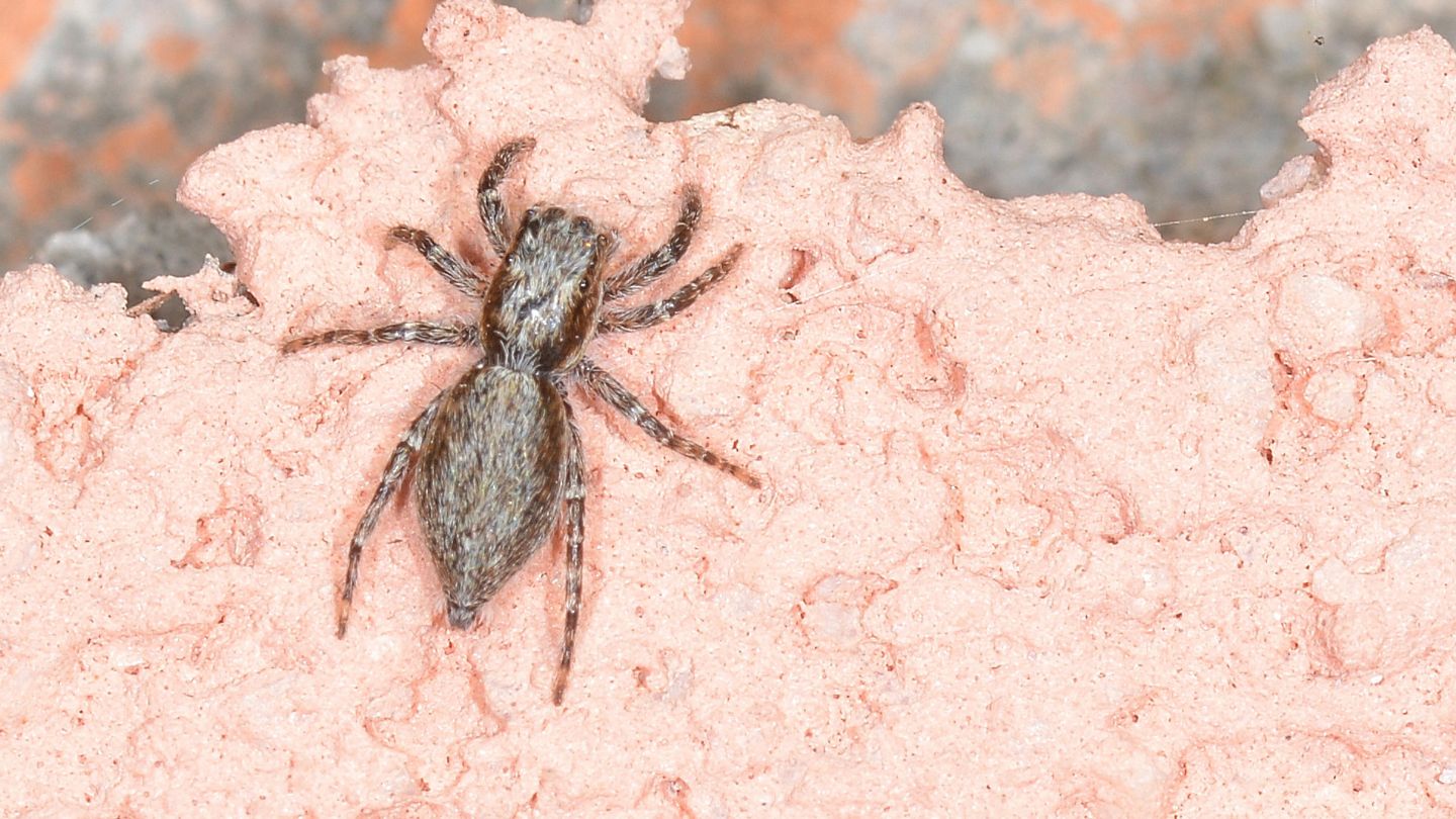 quale Salticidae ? Menemerus taeniatus,  da confermare