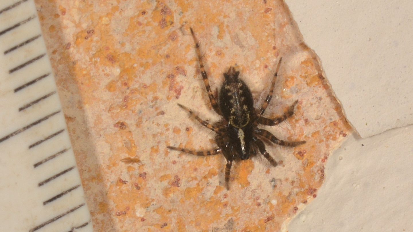 Pardosa ? No, Tetrix sp., maschio  - Bannio Anzino (VCO)