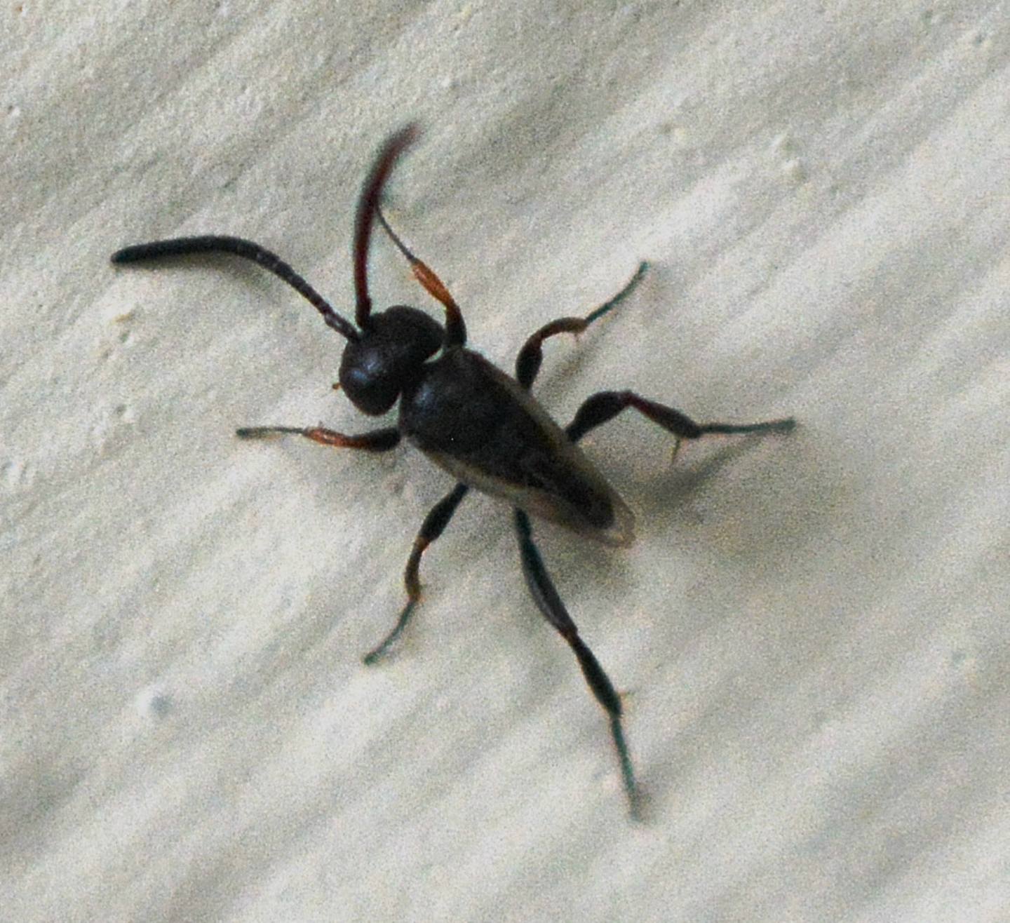Evaniidae: Brachygaster minutus (cf.)