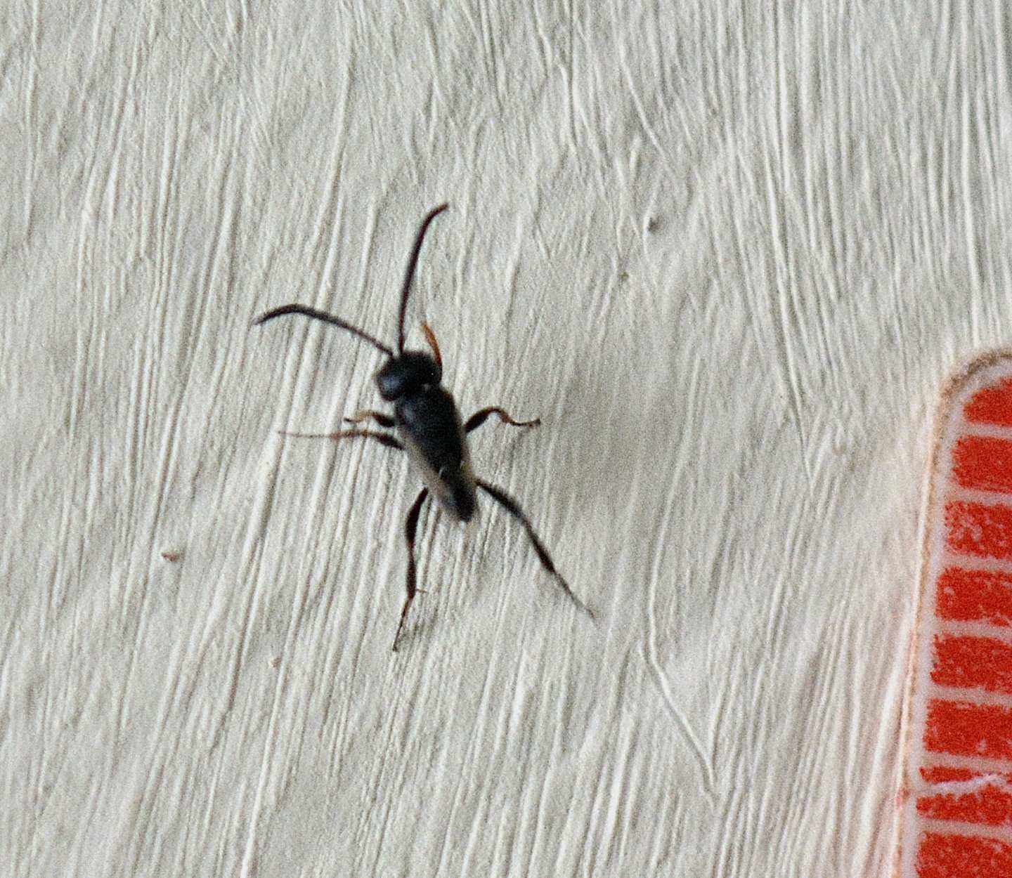 Evaniidae: Brachygaster minutus (cf.)