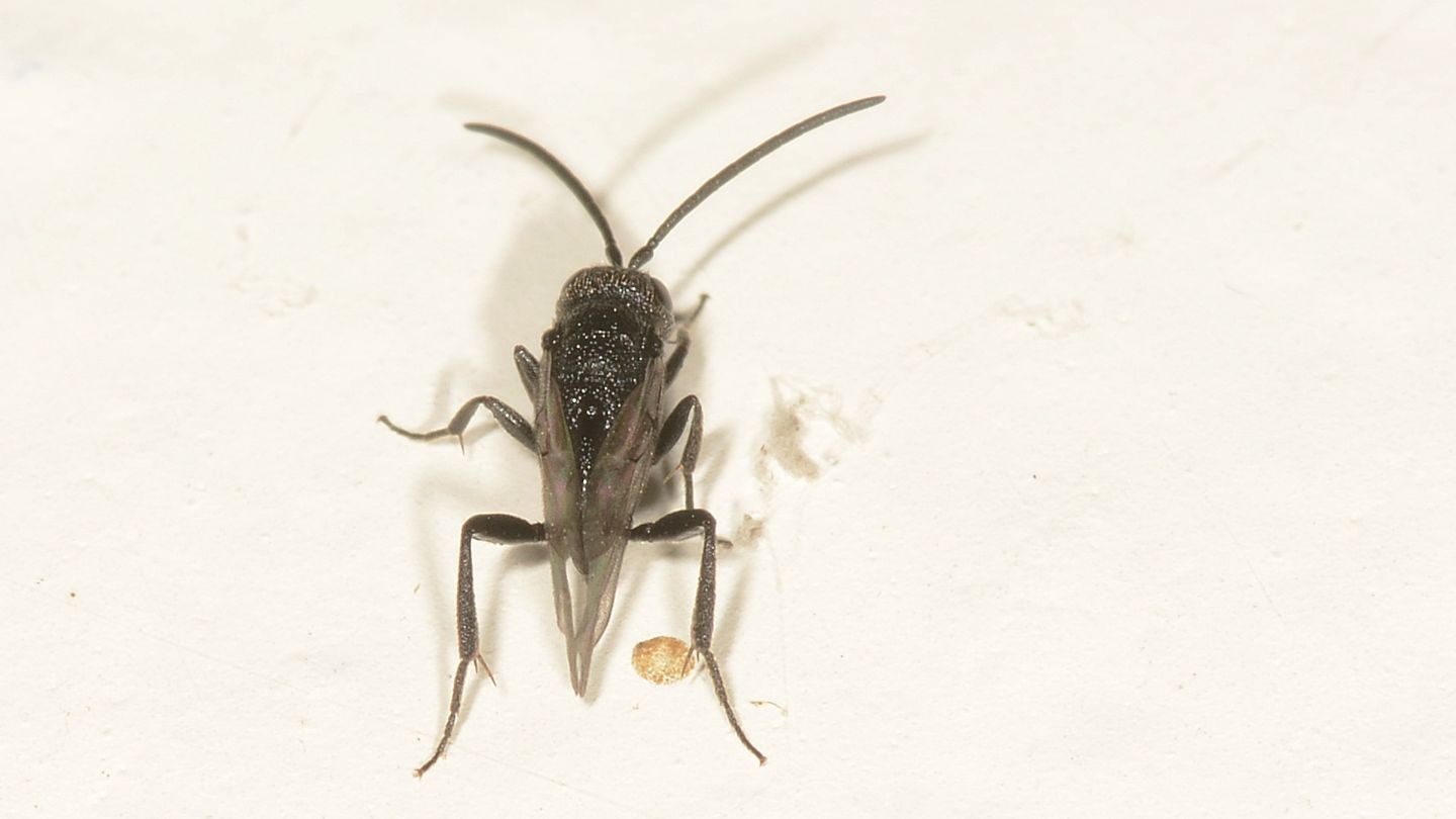 Evaniidae: Brachygaster minuta