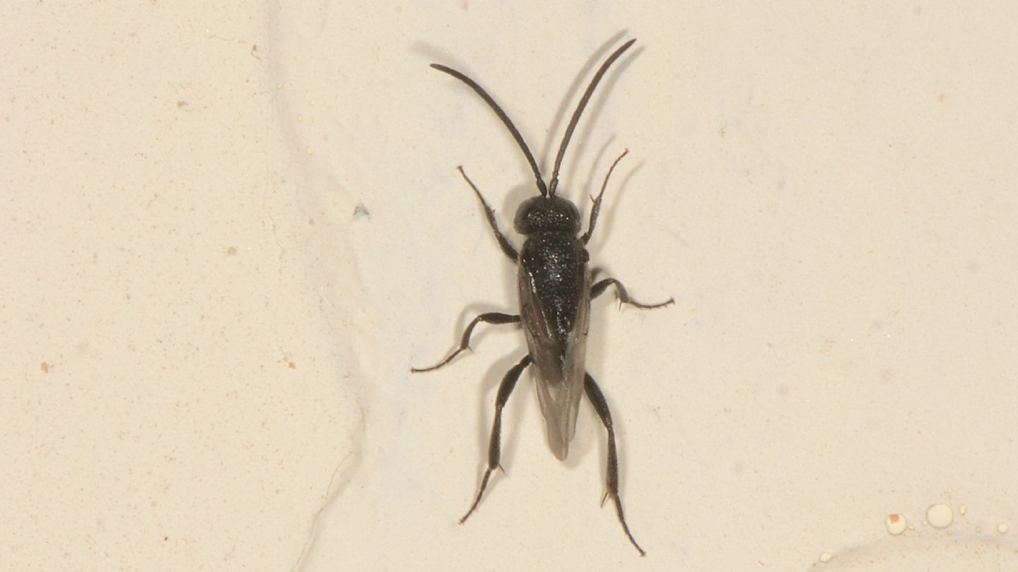 Evaniidae: Brachygaster minuta