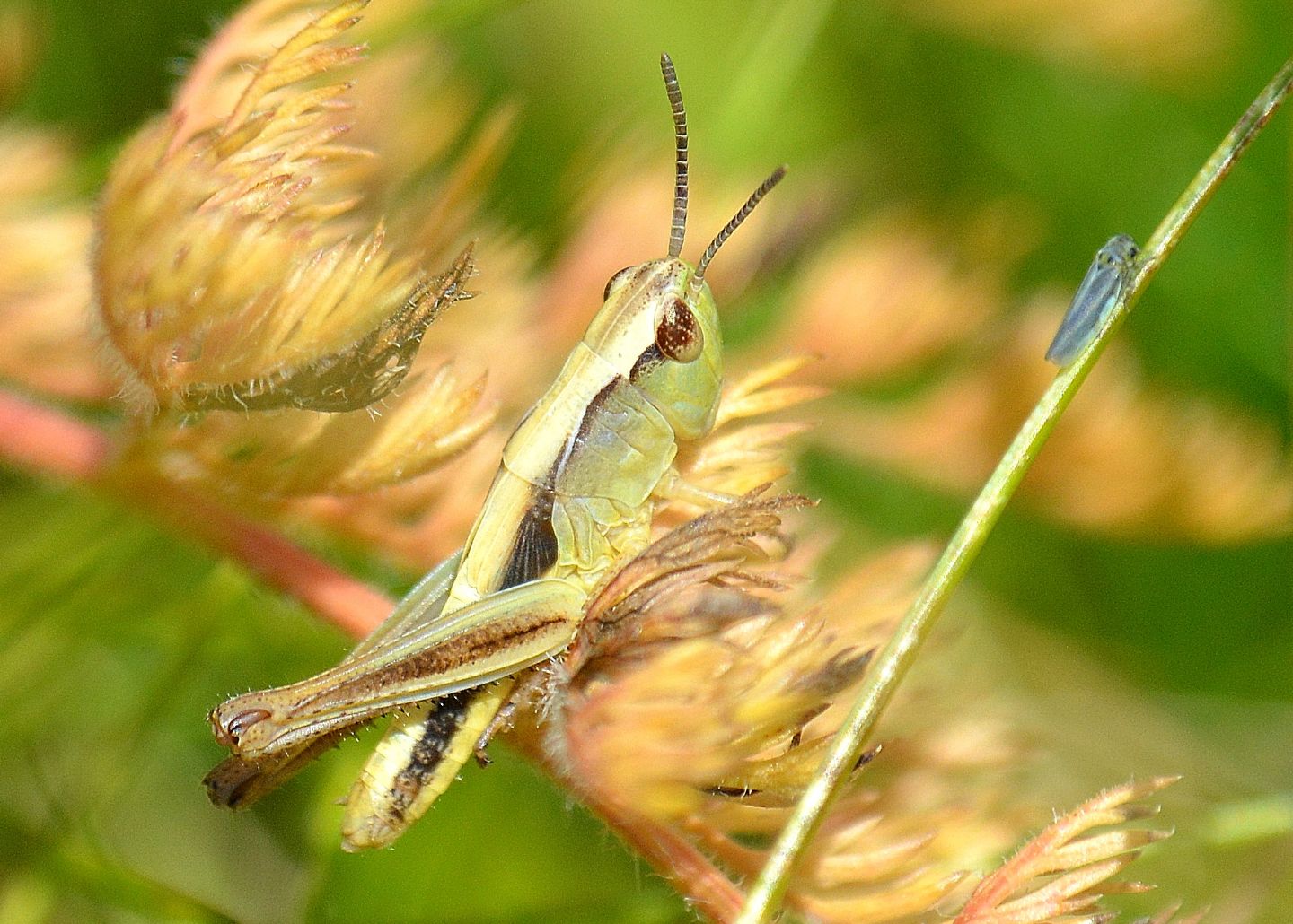 ''Saltamartino'': ninfa di Acrididae