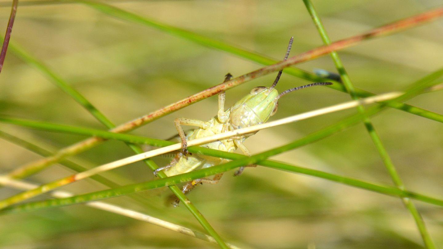 ''Saltamartino'': ninfa di Acrididae