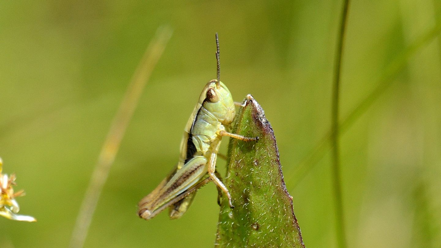 ''Saltamartino'': ninfa di Acrididae