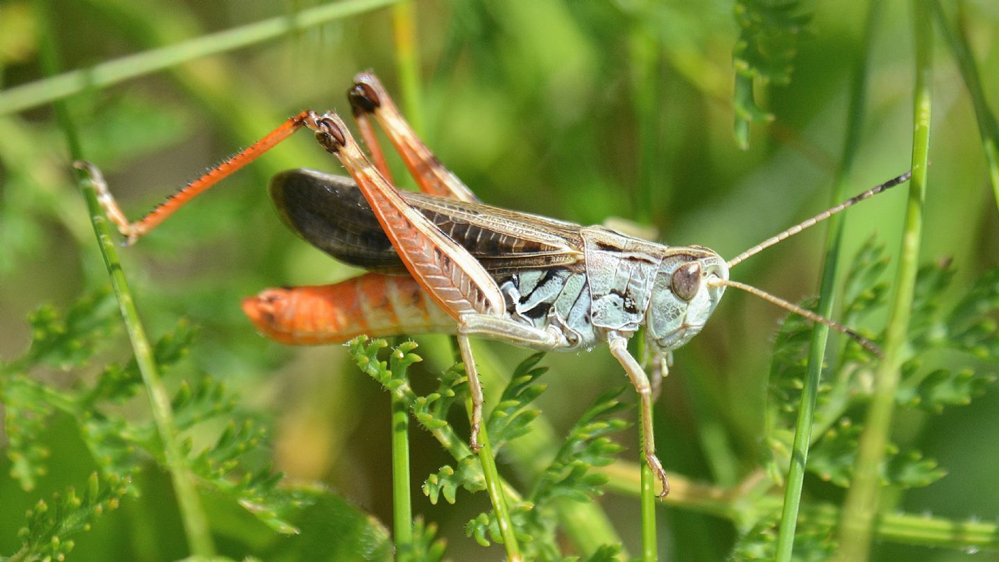 Acrididae: Stenobothrus rubicundulus
