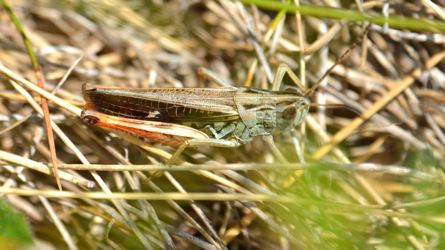 Acrididae: Stenobothrus rubicundulus