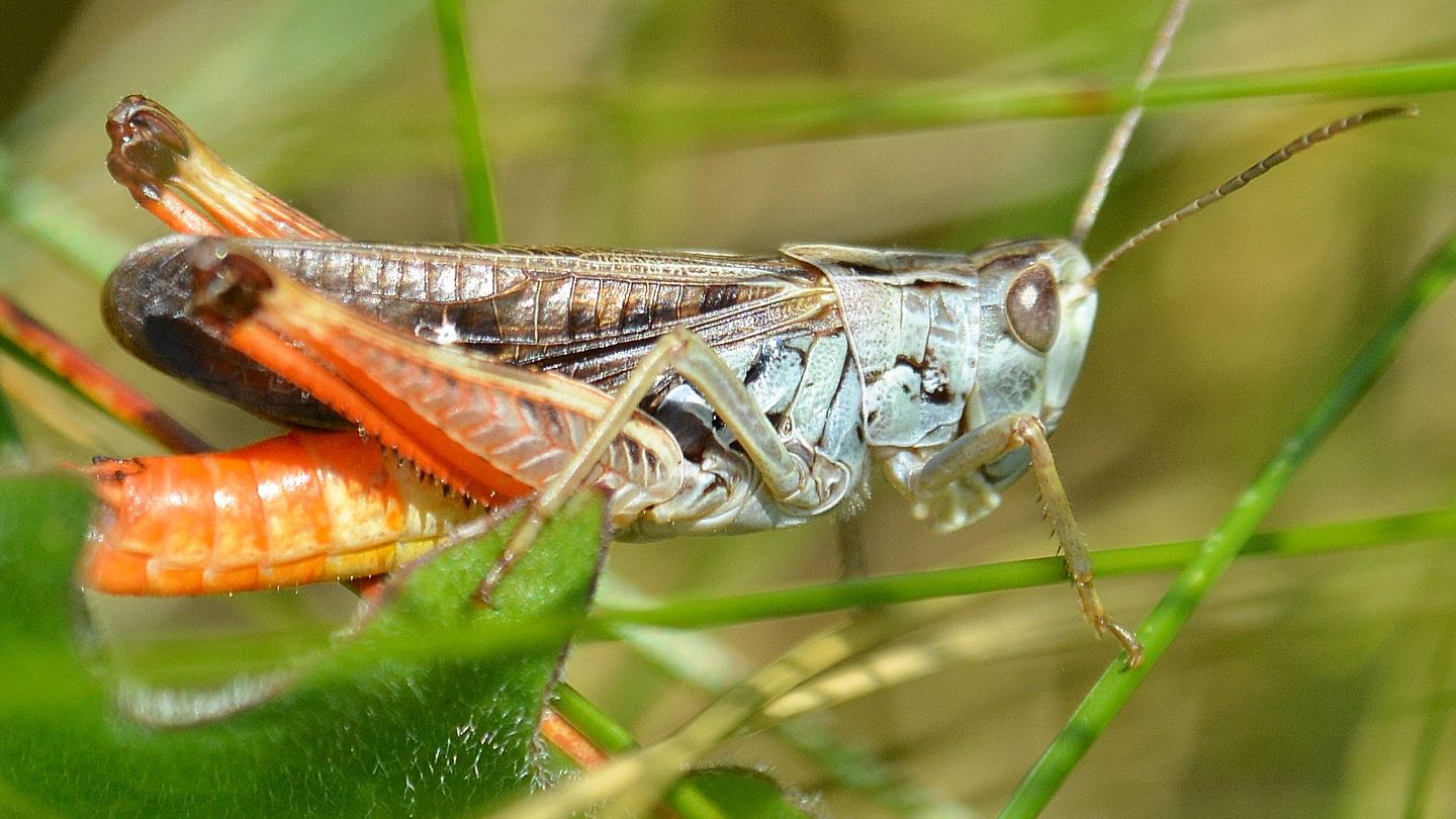 Acrididae: Stenobothrus rubicundulus