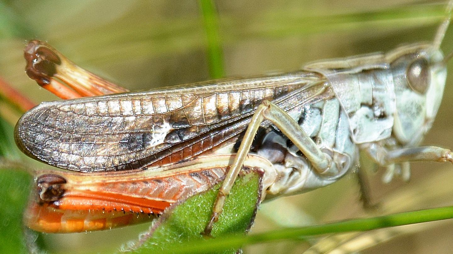 Acrididae: Stenobothrus rubicundulus