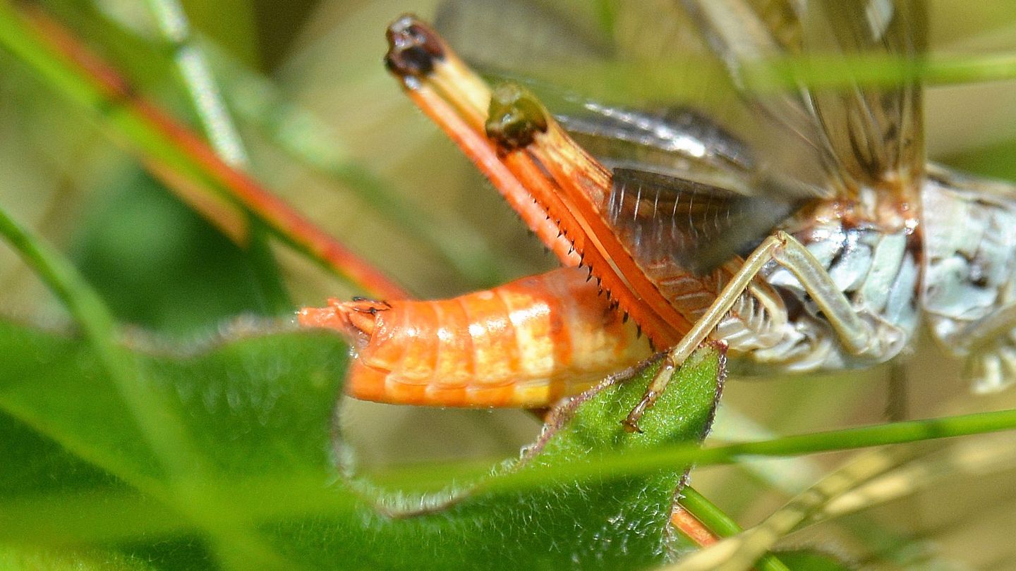 Acrididae: Stenobothrus rubicundulus