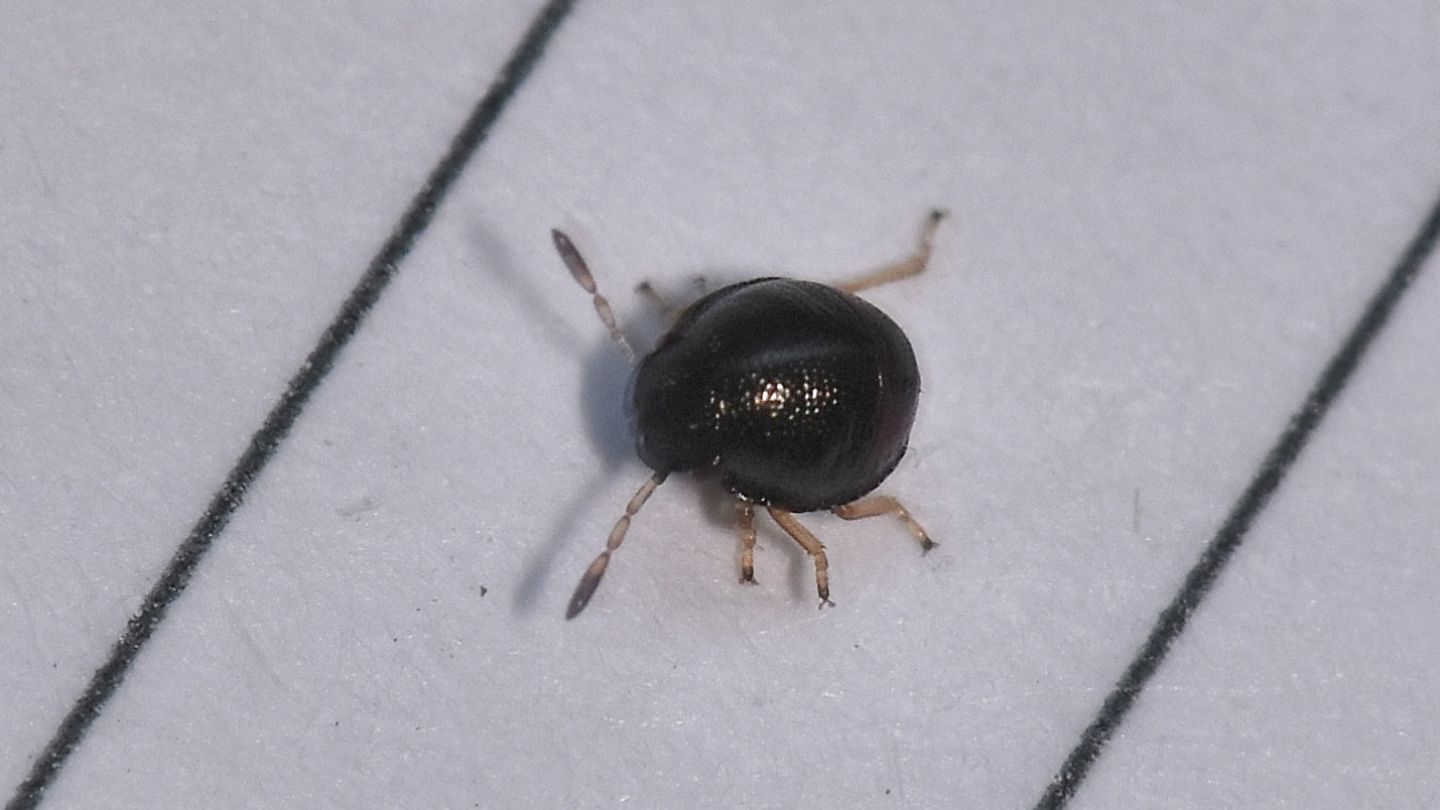 Piccolo tondo:  ninfa di Scutelleridae sp.