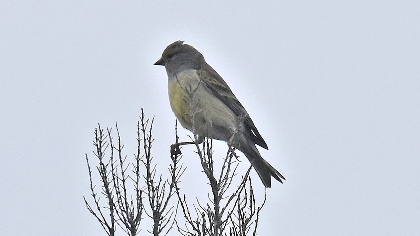 A Capraia:  ?   Venturone corso (Carduelis corsicana)