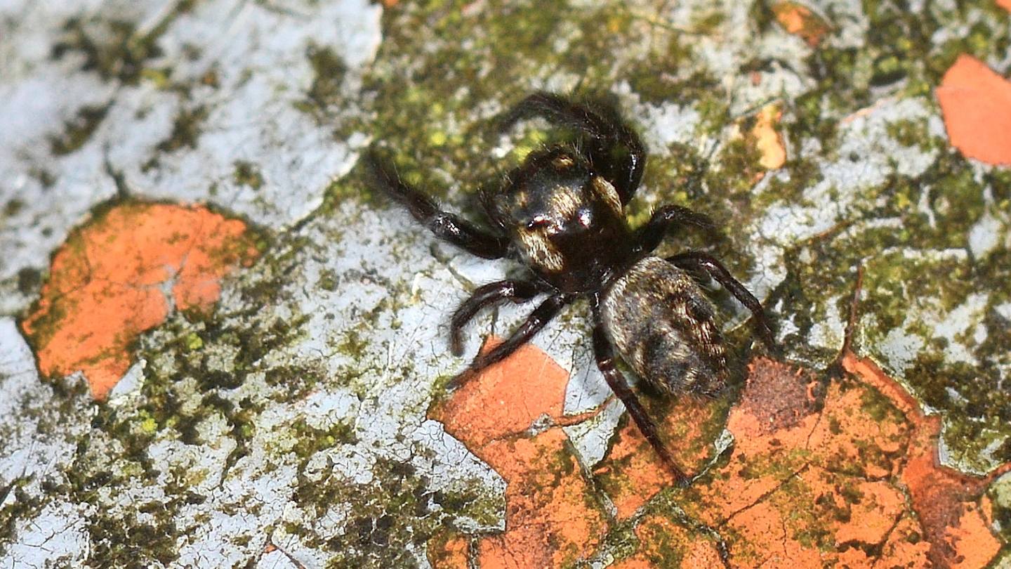 Salticidae: Macaroeris nidicolens - Bannio Anzino (VCO)