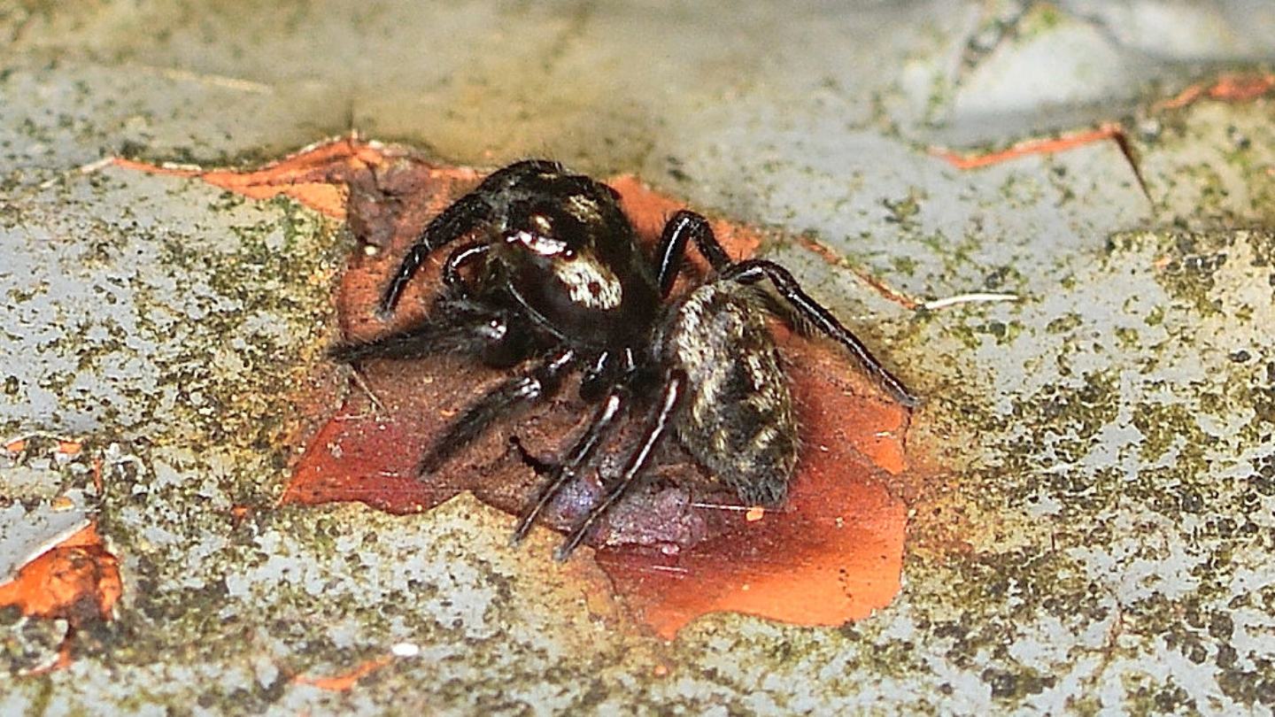 Salticidae: Macaroeris nidicolens - Bannio Anzino (VCO)