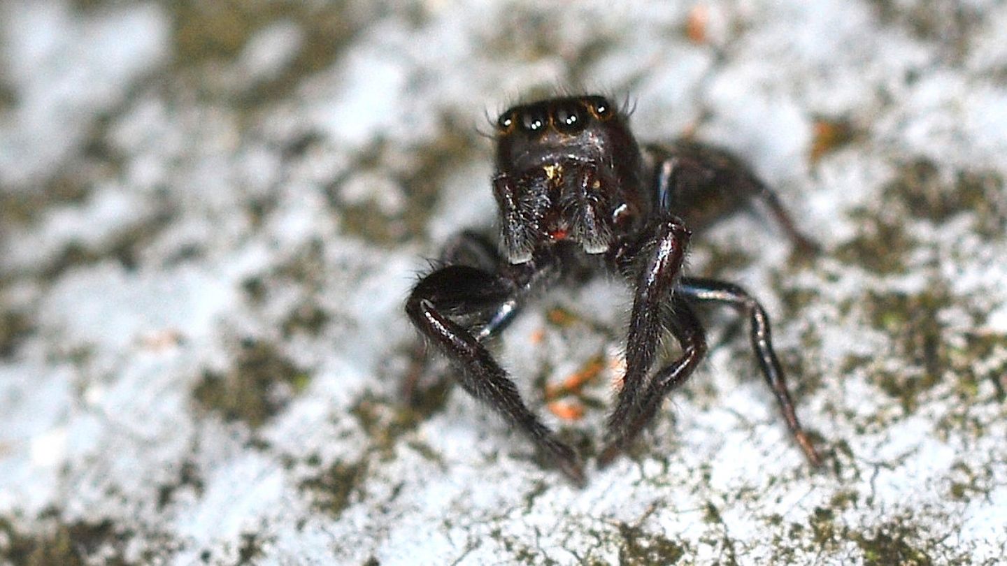 Salticidae: Macaroeris nidicolens - Bannio Anzino (VCO)