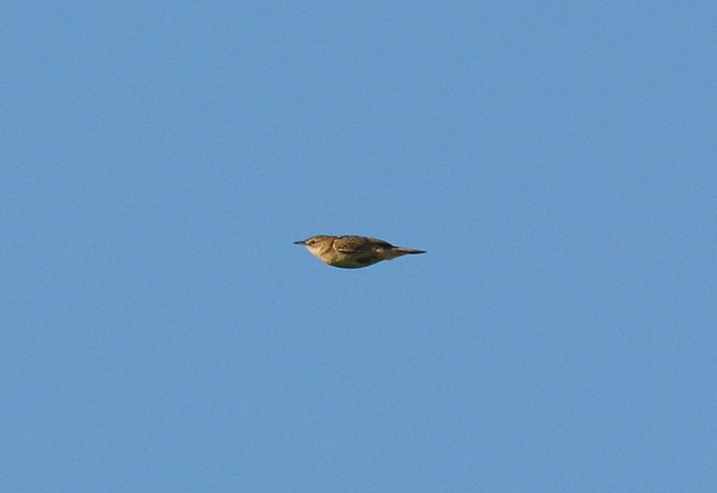 Beccamoschini  (Cisticola juncidis)