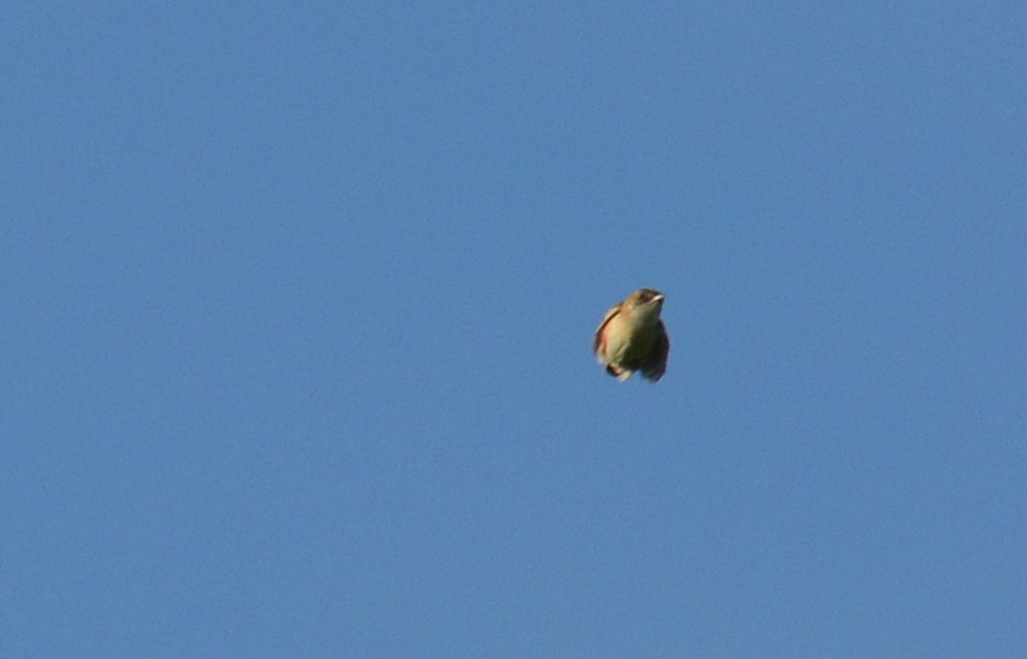 Beccamoschini  (Cisticola juncidis)