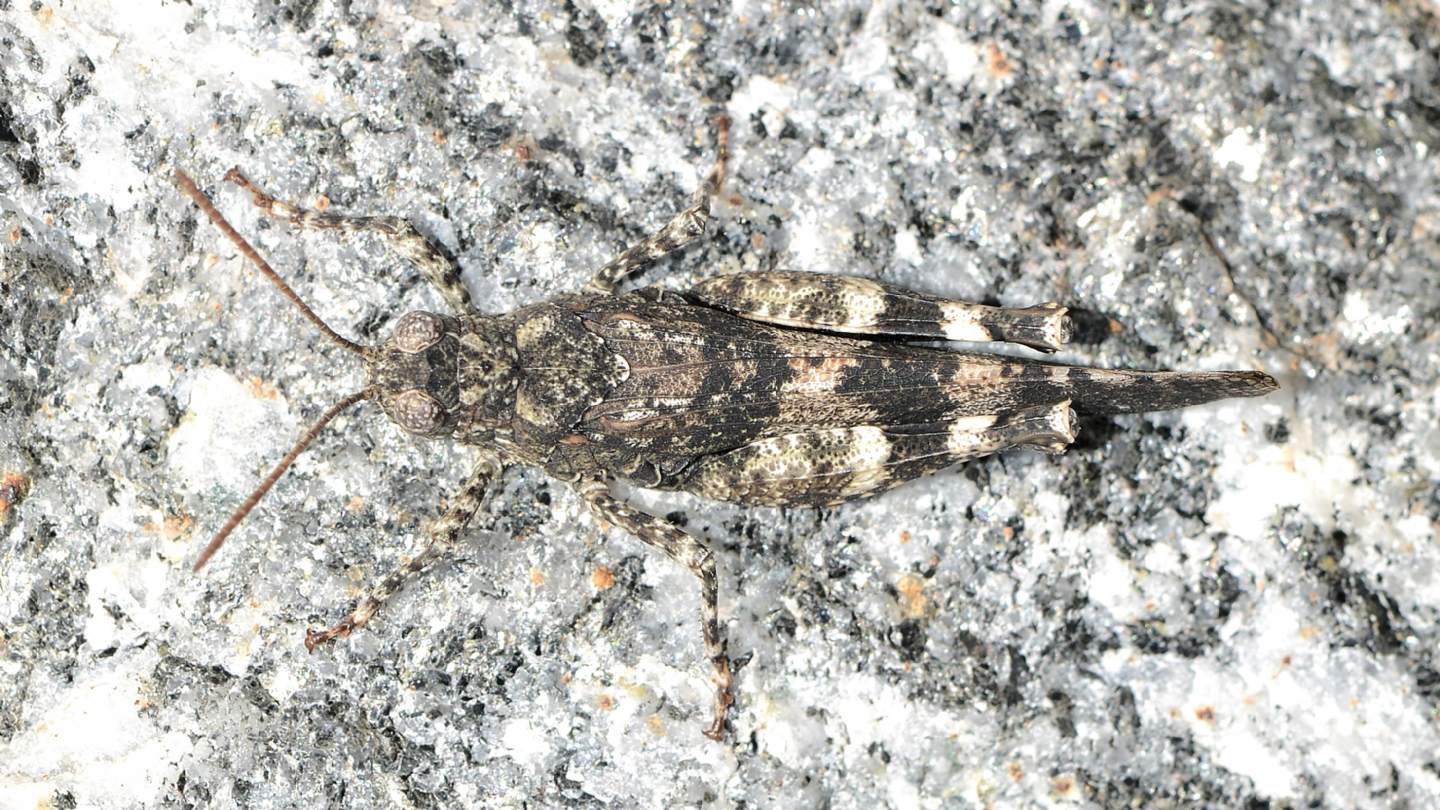 Oedipoda germanica