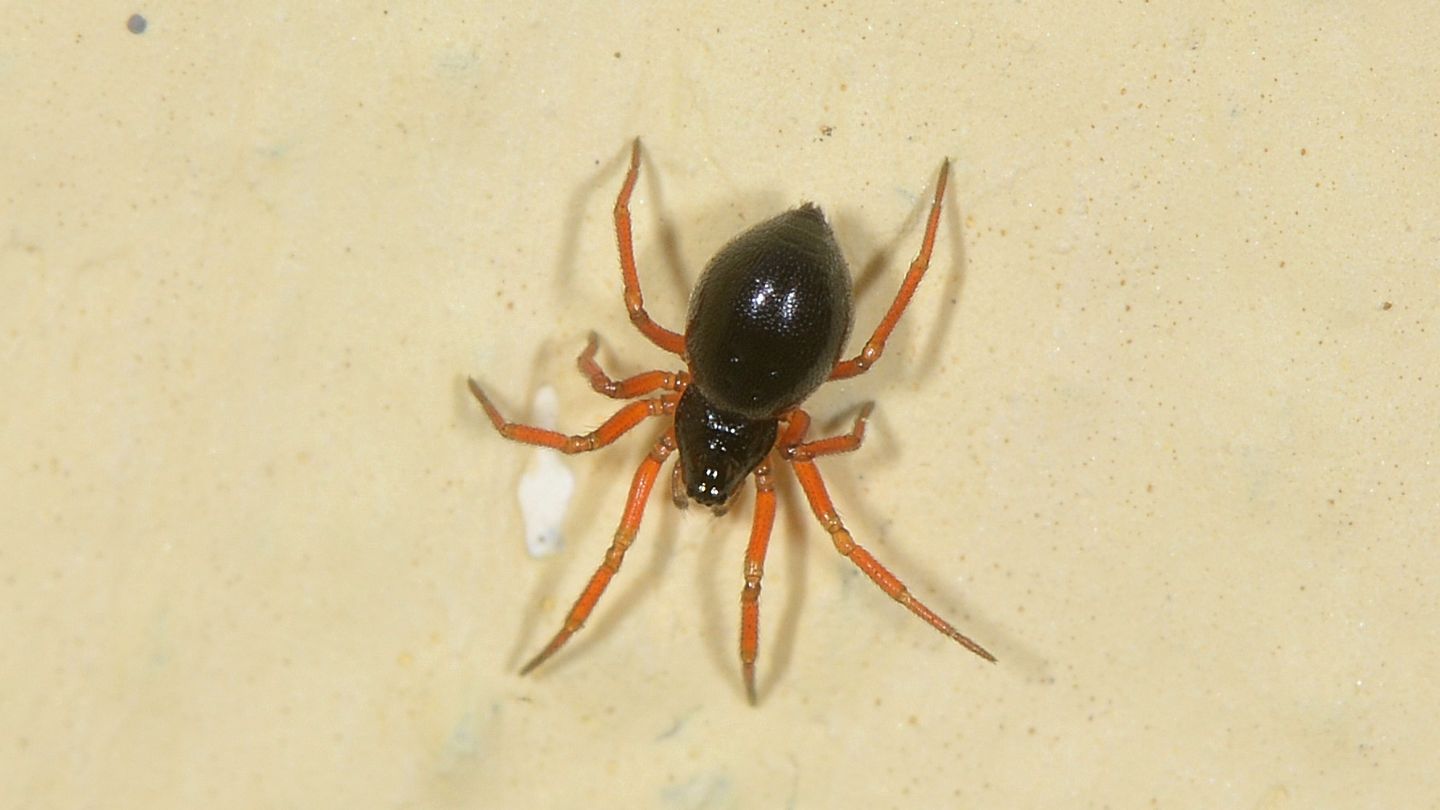 zampe rosse: Linyphiidae Erigoninae - Bannio Anzino (VCO)